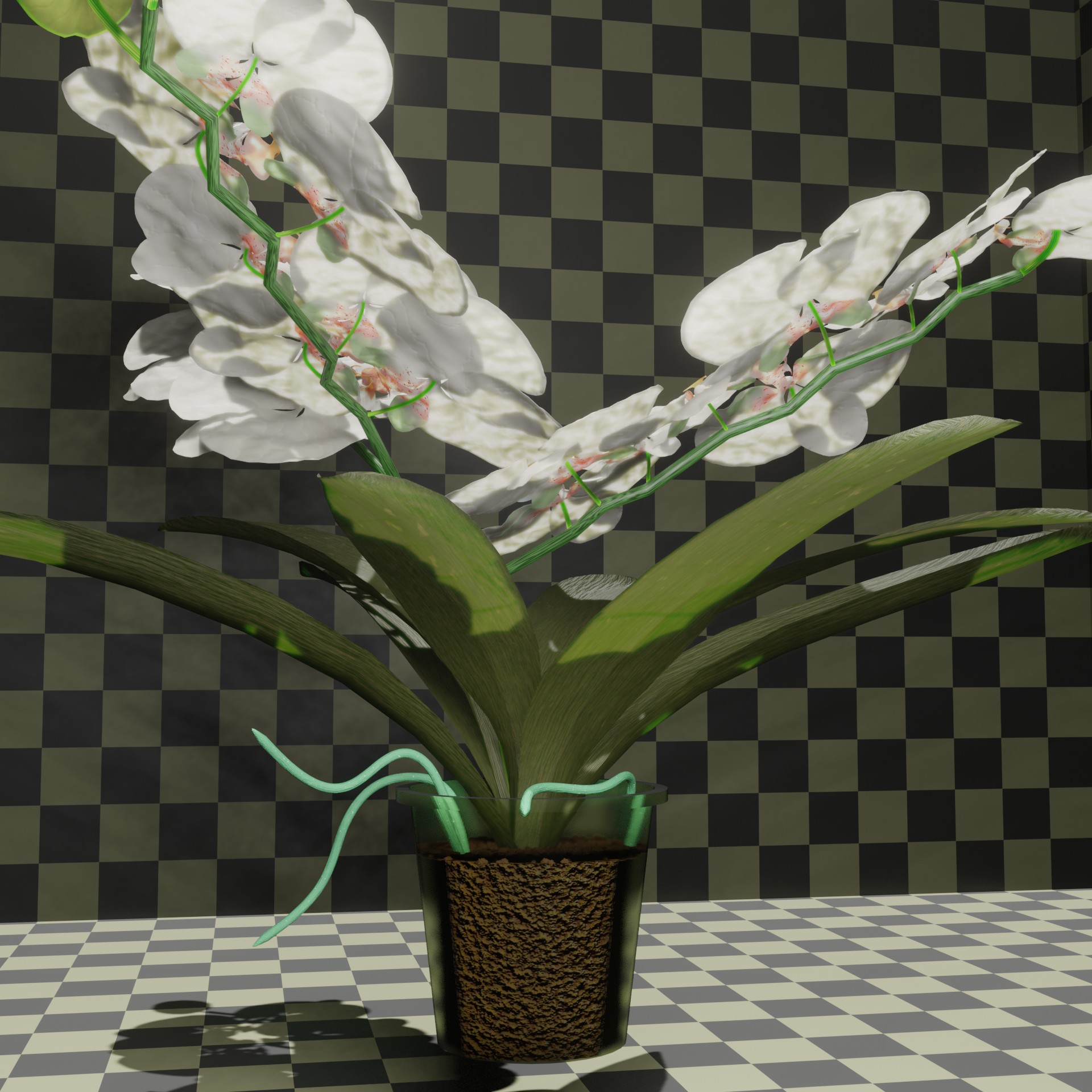 White orchid preview image 2